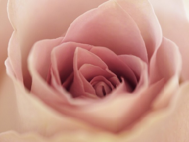 Soft color pink rose flowers